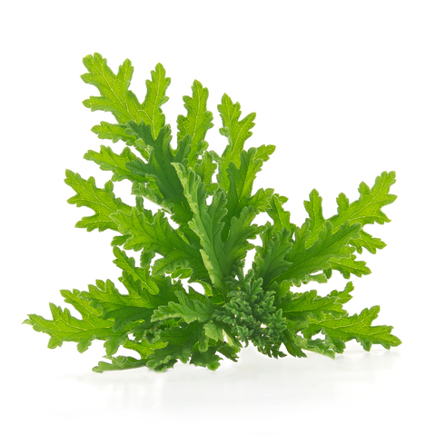 Esencia Aroma Citronela 20 ml