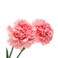 Esencia Aroma Clavel 20 ml