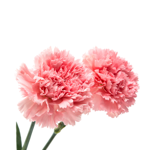 Esencia Aroma Clavel 20 ml