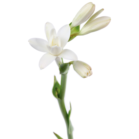 Esencia Aroma Jazmín 20 ml