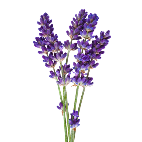 Esencia Aroma Lavanda 20 ml