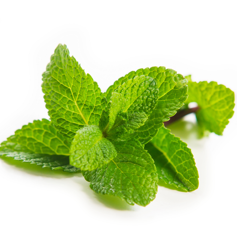 Esencia Aroma Menta 20 ml