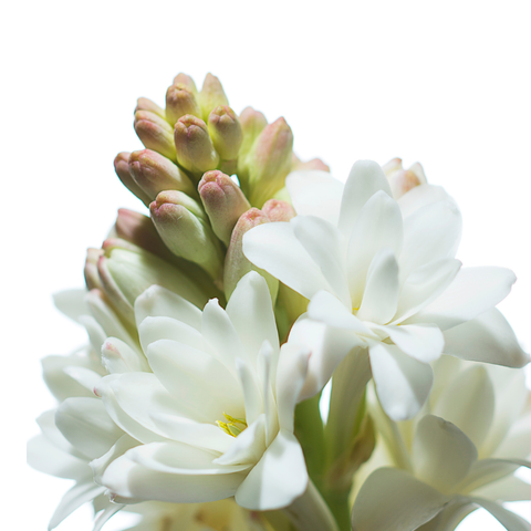 Esencia Aroma Flor Nacional 20 mL