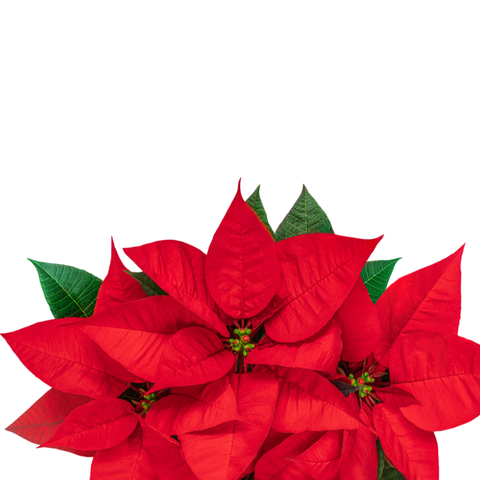 Esencia Aroma Nochebuena 20 ml