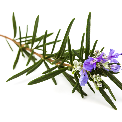 Esencia Aroma Romero 20 ml