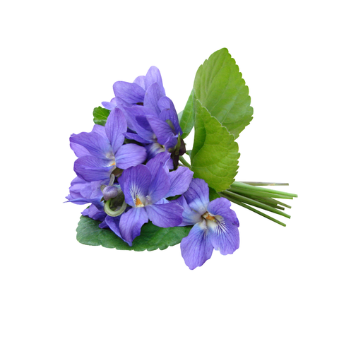 Esencia Violeta 20 ml